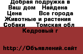 Добрая подружка,в Ваш дом!!!Найдена › Цена ­ 10 - Все города Животные и растения » Собаки   . Томская обл.,Кедровый г.